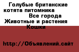 Голубые британские котята питомника Silvery Snow. - Все города Животные и растения » Кошки   